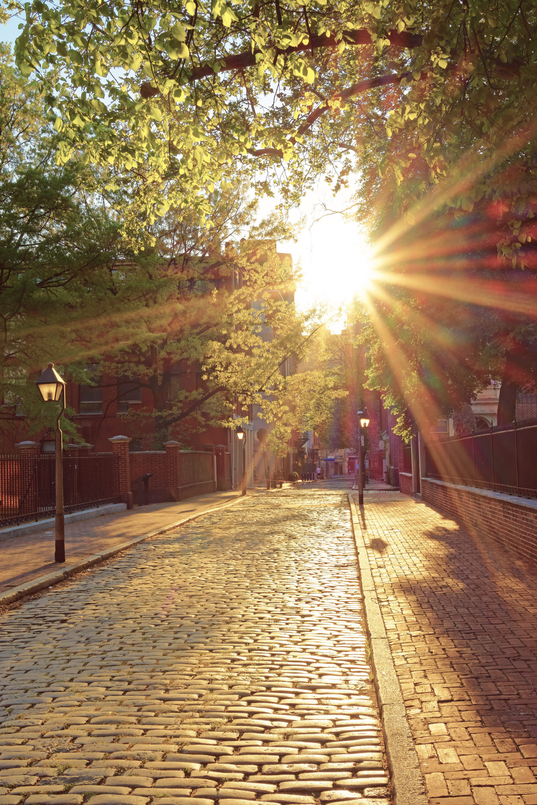 romantic sunset seen through the tree leaves in philadelphia
